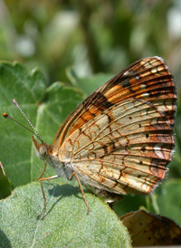 Pearl Crescent